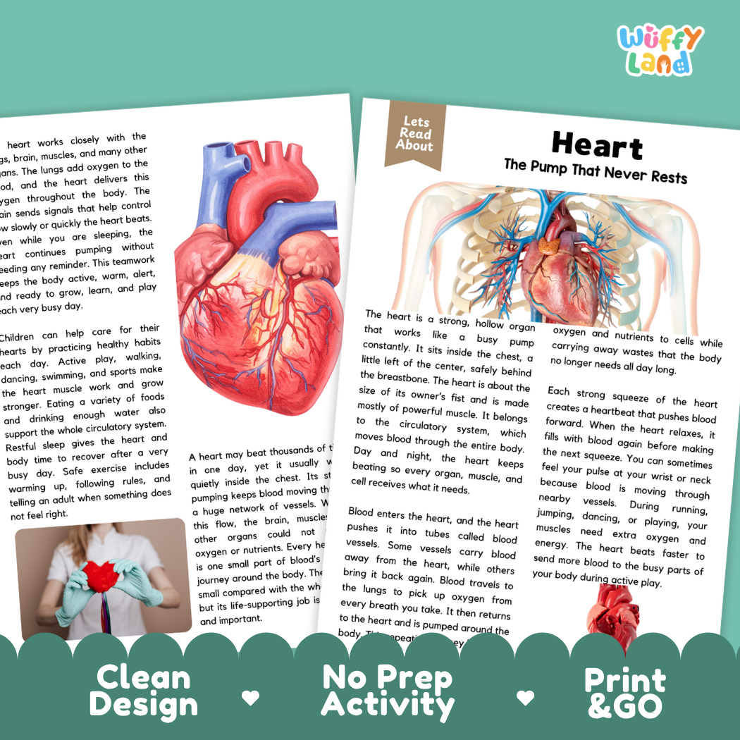 Teacher answer key page showing complete question solutions for Heart human body reading comprehension practice