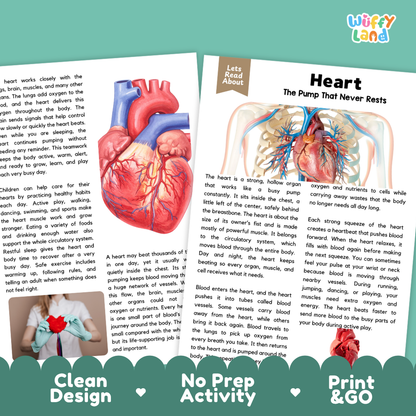 Teacher answer key page showing complete question solutions for Heart human body reading comprehension practice