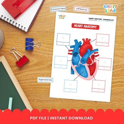 Heart Anatomy Learning Kit Human Body Circulatory System Organs Health Science Printable Activity Pack