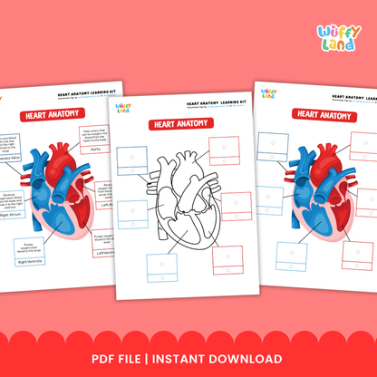 Heart Anatomy Learning Kit Human Body Circulatory System Organs Health Science Printable Activity Pack