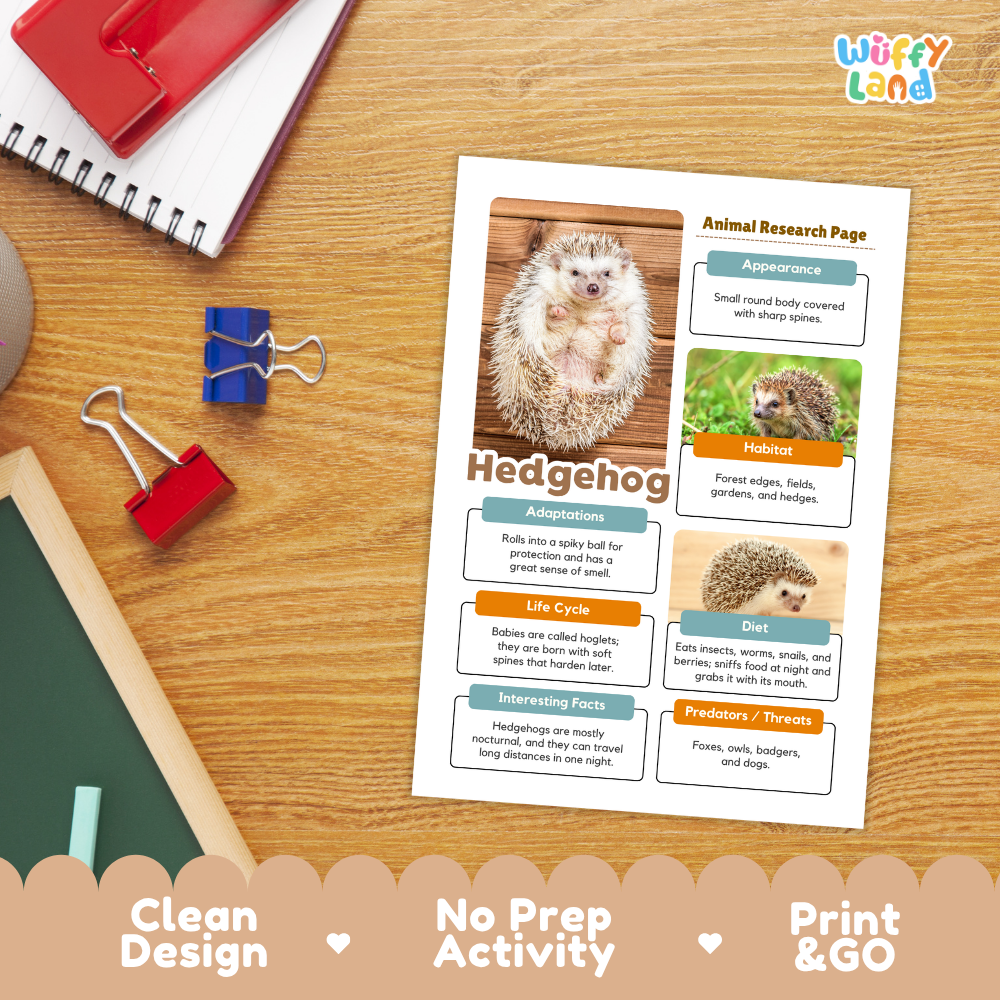 A printed educational poster about hedgehogs laid on a wooden desk, surrounded by school supplies including a spiral notebook, binder clips, and a chalkboard. The poster has colorful text blocks, animal photos, and headings including 'Animal Research Page' and 'Hedgehog.