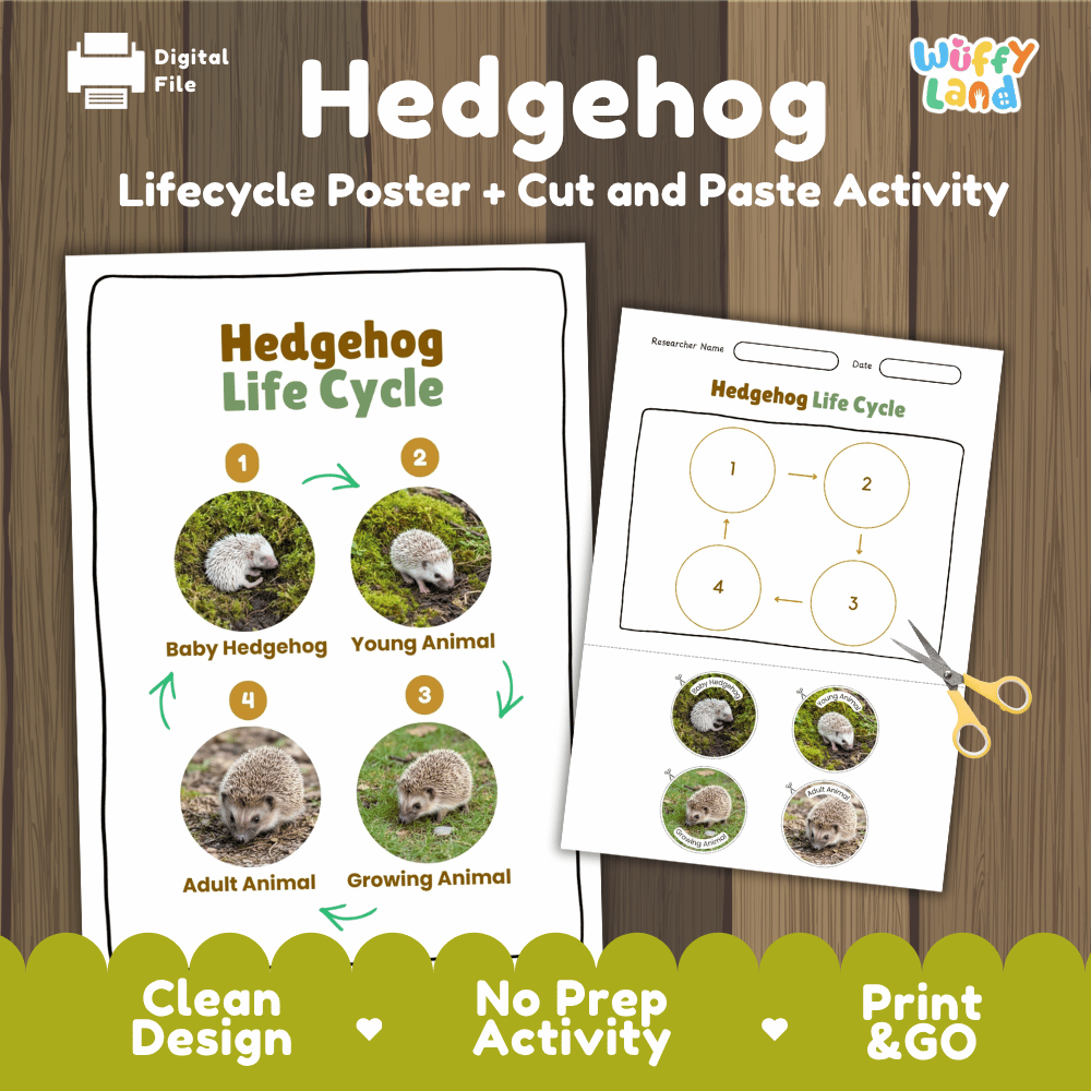 Hedgehog Life Cycle Poster and Cut and Paste Activity Worksheets