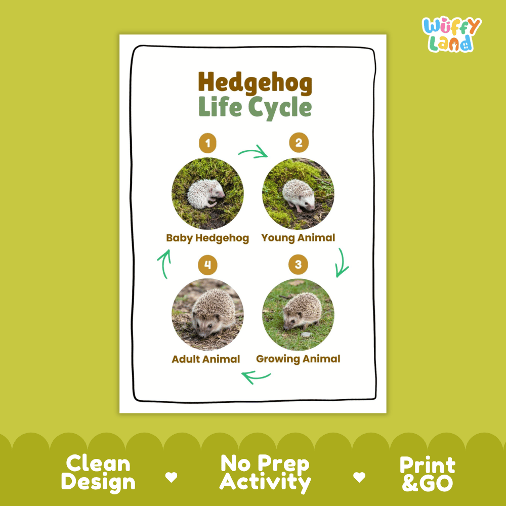 Hedgehog Life Cycle Poster and Cut and Paste Activity Worksheets