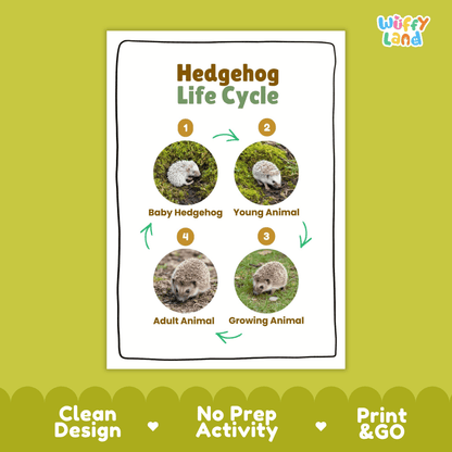 Hedgehog Life Cycle Poster and Cut and Paste Activity Worksheets