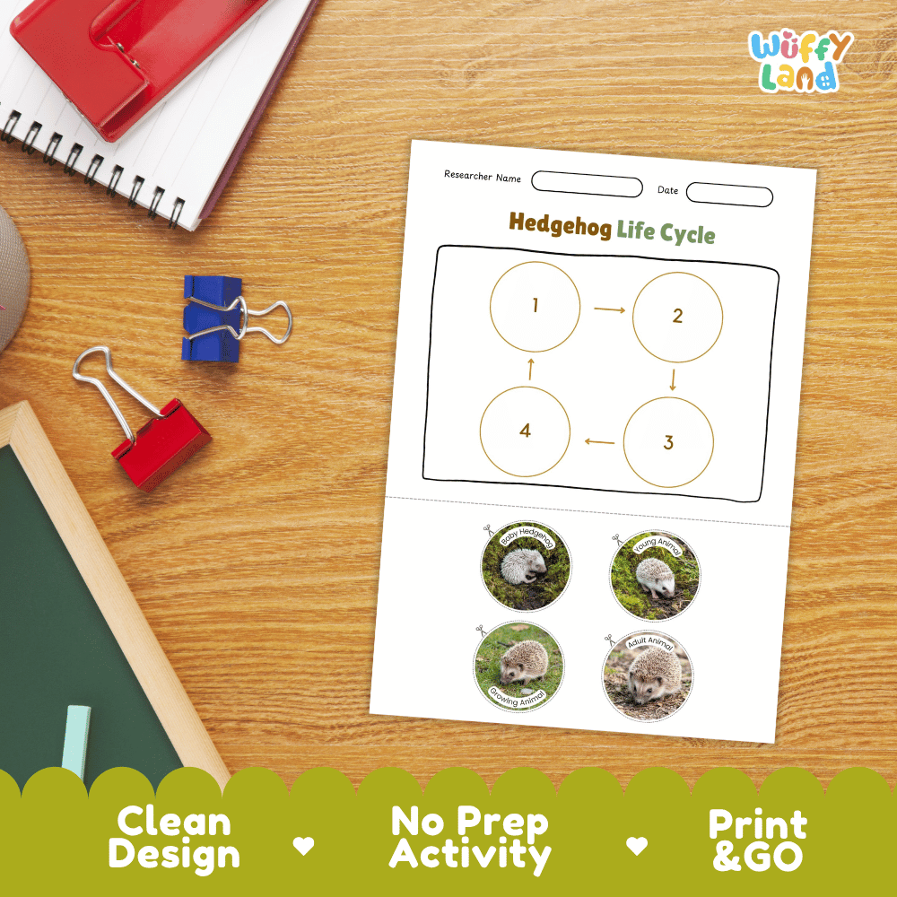 Hedgehog Life Cycle Poster and Cut and Paste Activity Worksheets