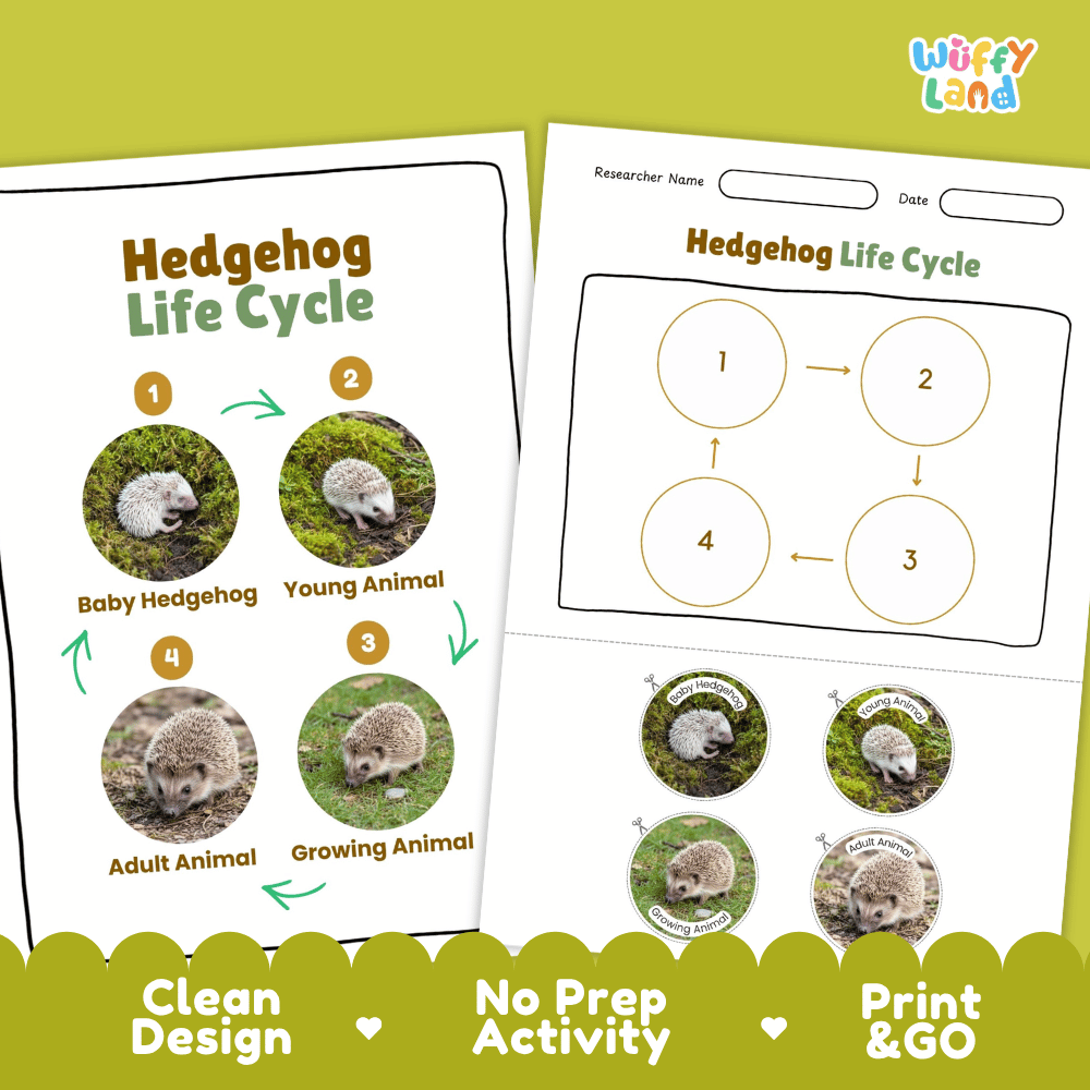 Hedgehog Life Cycle Poster and Cut and Paste Activity Worksheets