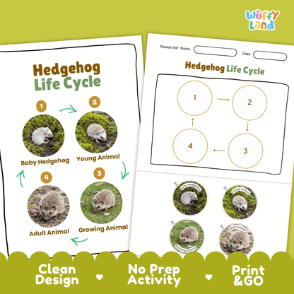 Hedgehog Life Cycle Poster and Cut and Paste Activity Worksheets