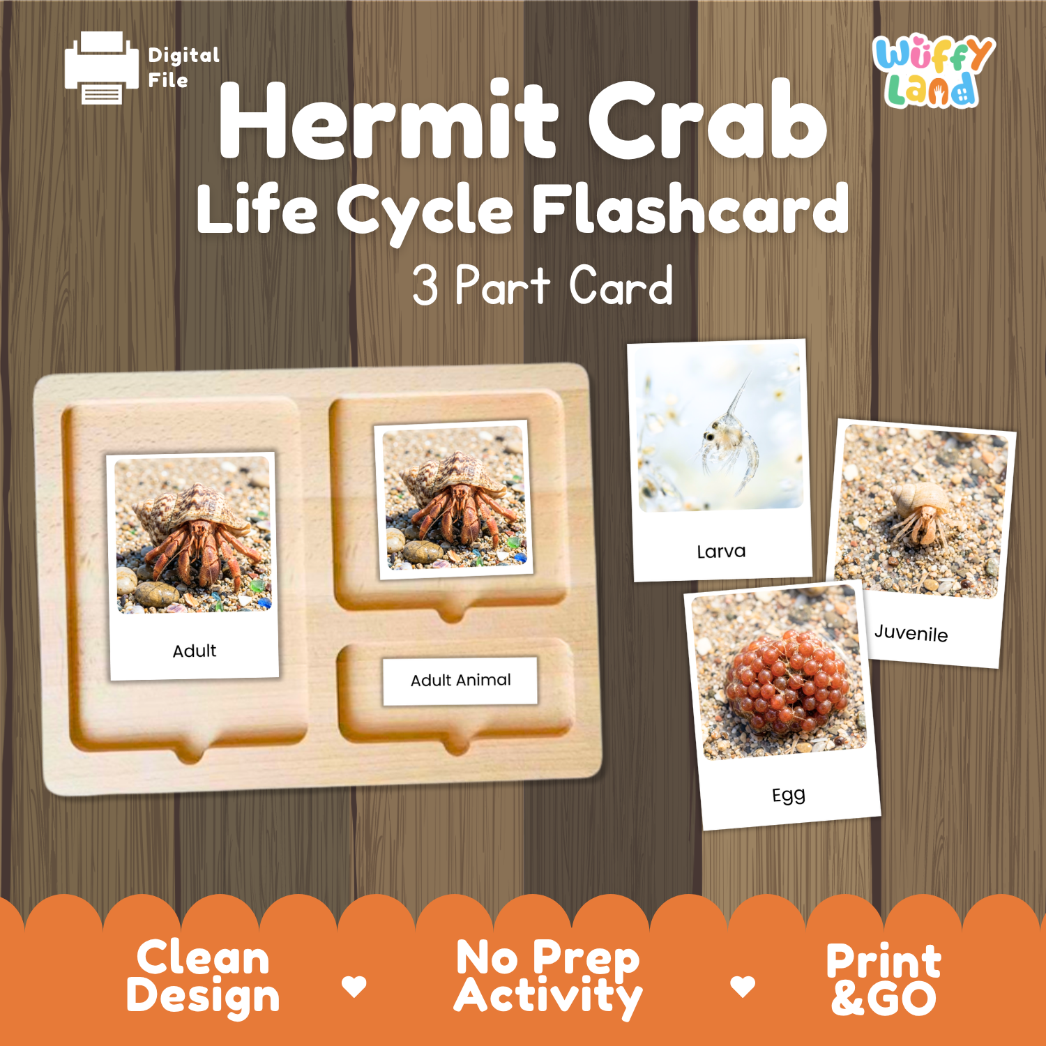 Hermit Crab Life Cycle Flashcard set by Wiffy Land, featuring a wooden 3-part card tray with labels for Adult, Adult Animal, Egg, Larva, and Juvenile stages, shown on a wood-grain background with product callouts.