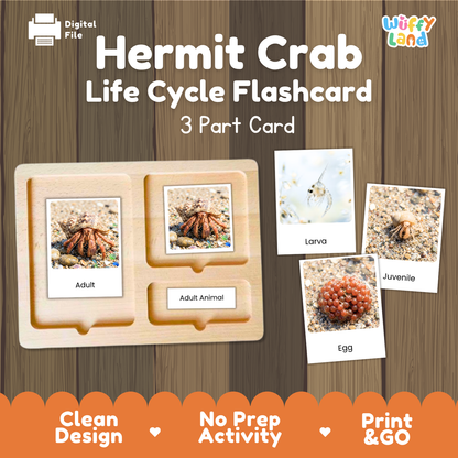 Hermit Crab Life Cycle Flashcard set by Wiffy Land, featuring a wooden 3-part card tray with labels for Adult, Adult Animal, Egg, Larva, and Juvenile stages, shown on a wood-grain background with product callouts.