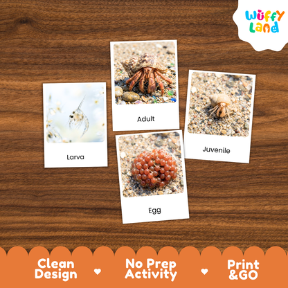 Four educational hermit crab activity cards showing Larva, Adult, Egg, and Juvenile stages, arranged on a brown wood background with a Wuffy Land logo and feature badges.