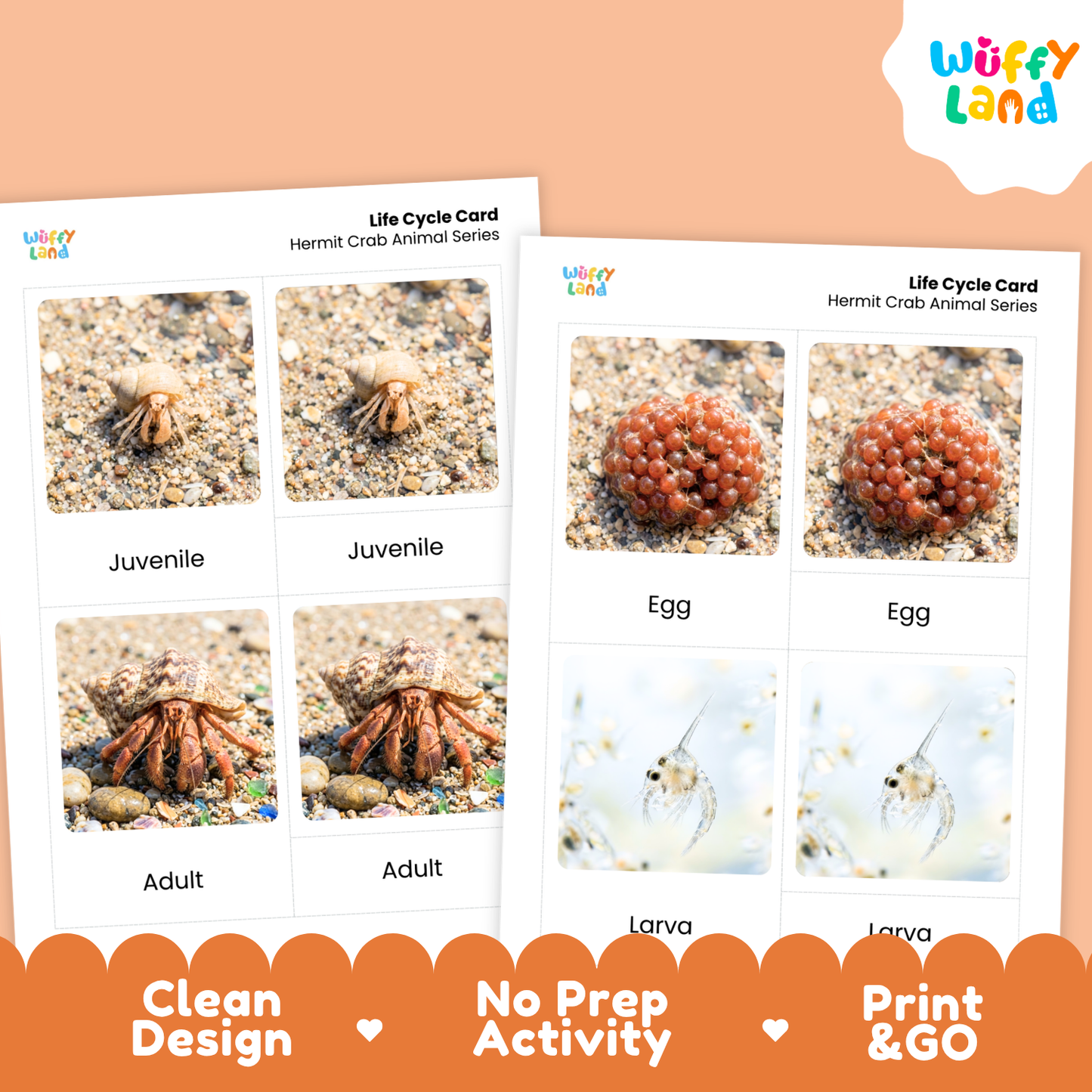 Two printable life cycle cards for a hermit crab animal series shown on a peach background, with a Wuffy Land logo and promotional text along the bottom.