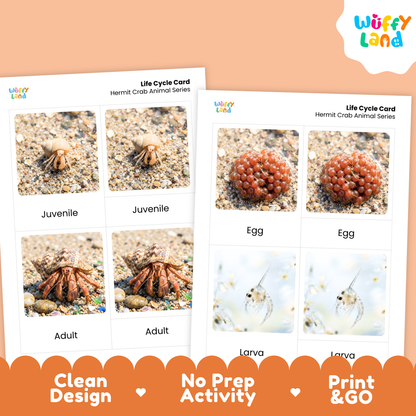 Two printable life cycle cards for a hermit crab animal series shown on a peach background, with a Wuffy Land logo and promotional text along the bottom.