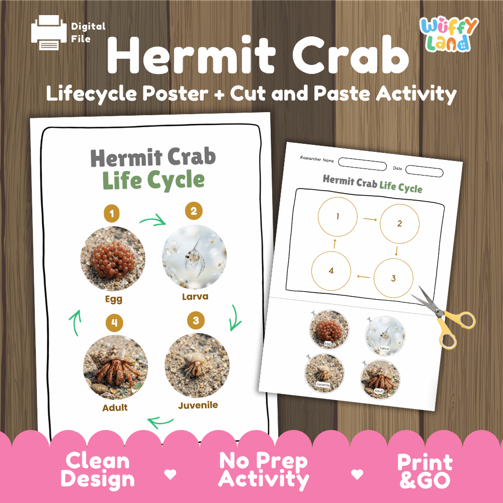 Hermit Crab Life Cycle Poster and Cut and Paste Activity Worksheets