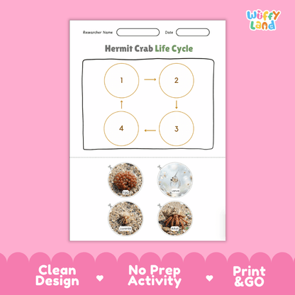 Hermit Crab Life Cycle Poster and Cut and Paste Activity Worksheets