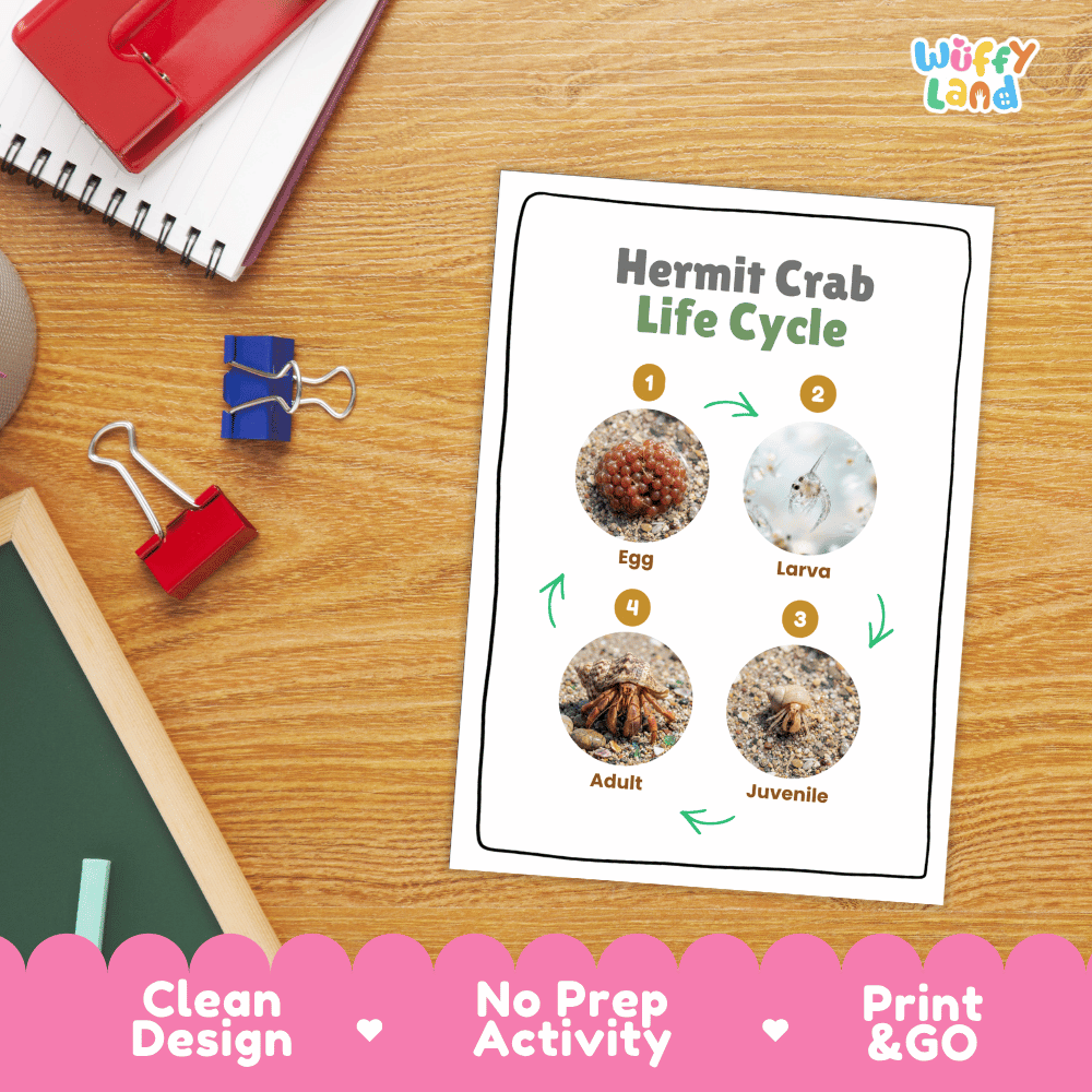 Hermit Crab Life Cycle Poster and Cut and Paste Activity Worksheets