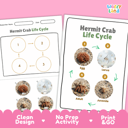 Hermit Crab Life Cycle Poster and Cut and Paste Activity Worksheets