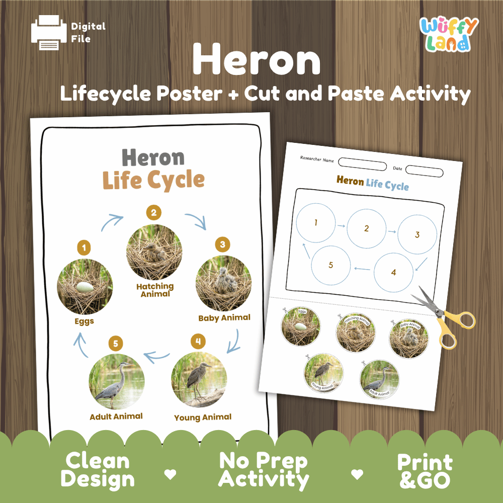 Heron Life Cycle Poster and Cut and Paste Worksheet Activity