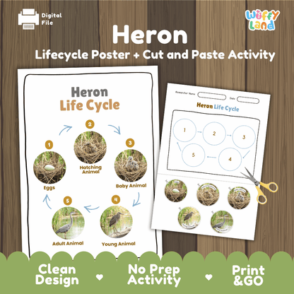 Heron Life Cycle Poster and Cut and Paste Worksheet Activity