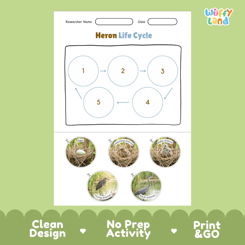 Heron Life Cycle Poster and Cut and Paste Worksheet Activity