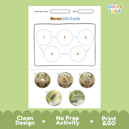 Heron Life Cycle Poster and Cut and Paste Worksheet Activity
