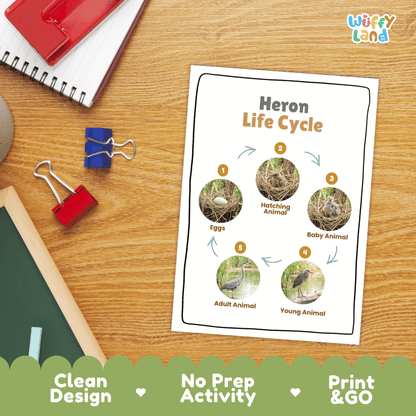 Heron Life Cycle Poster and Cut and Paste Worksheet Activity