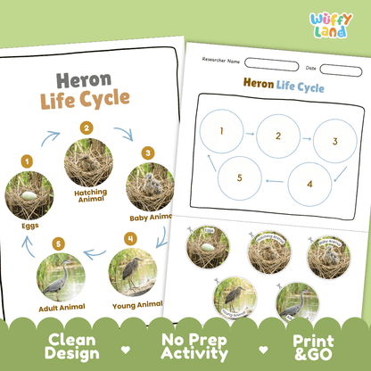 Heron Life Cycle Poster and Cut and Paste Worksheet Activity
