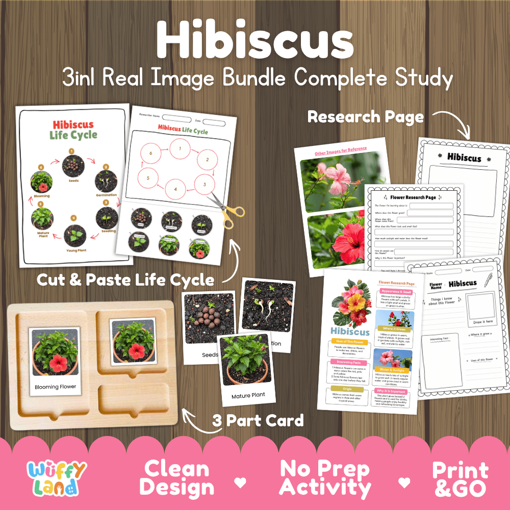 Hibiscus flower 3in1 real image bundle complete study printable featuring life cycle cut and paste worksheets, Montessori 3-part cards, and research pages
