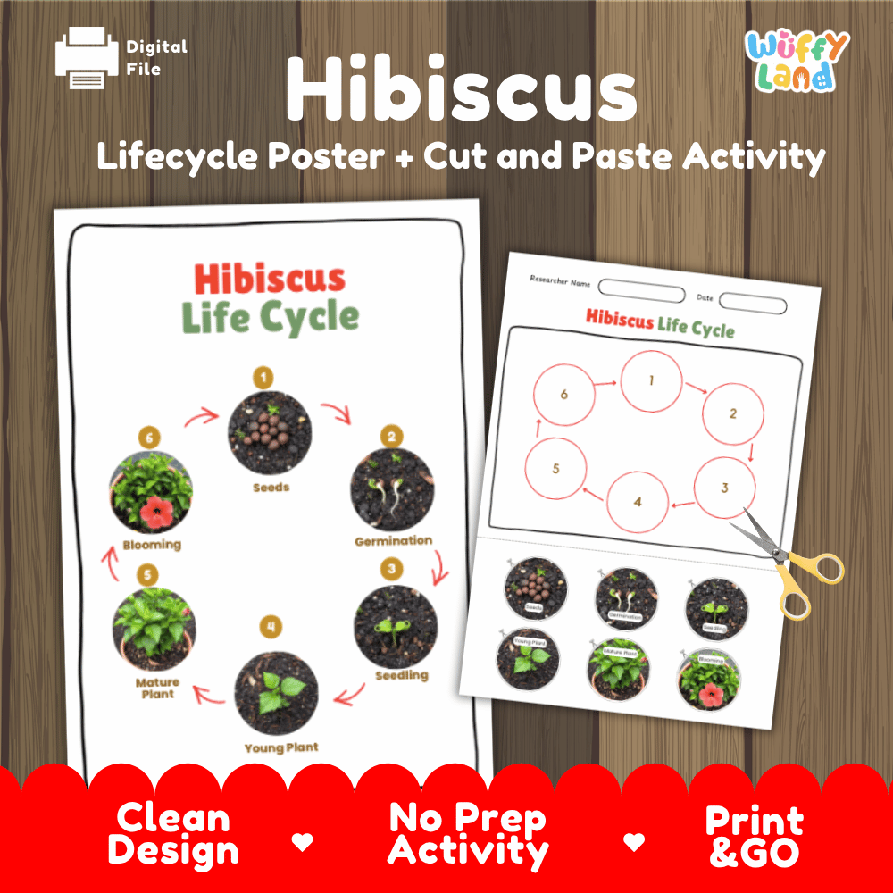 Hibiscus Lifecycle Poster and Cut and Paste Activity Worksheets | Plant Science Printables