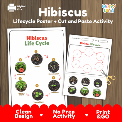 Hibiscus Lifecycle Poster and Cut and Paste Activity Worksheets | Plant Science Printables