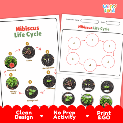 Hibiscus Lifecycle Poster and Cut and Paste Activity Worksheets | Plant Science Printables