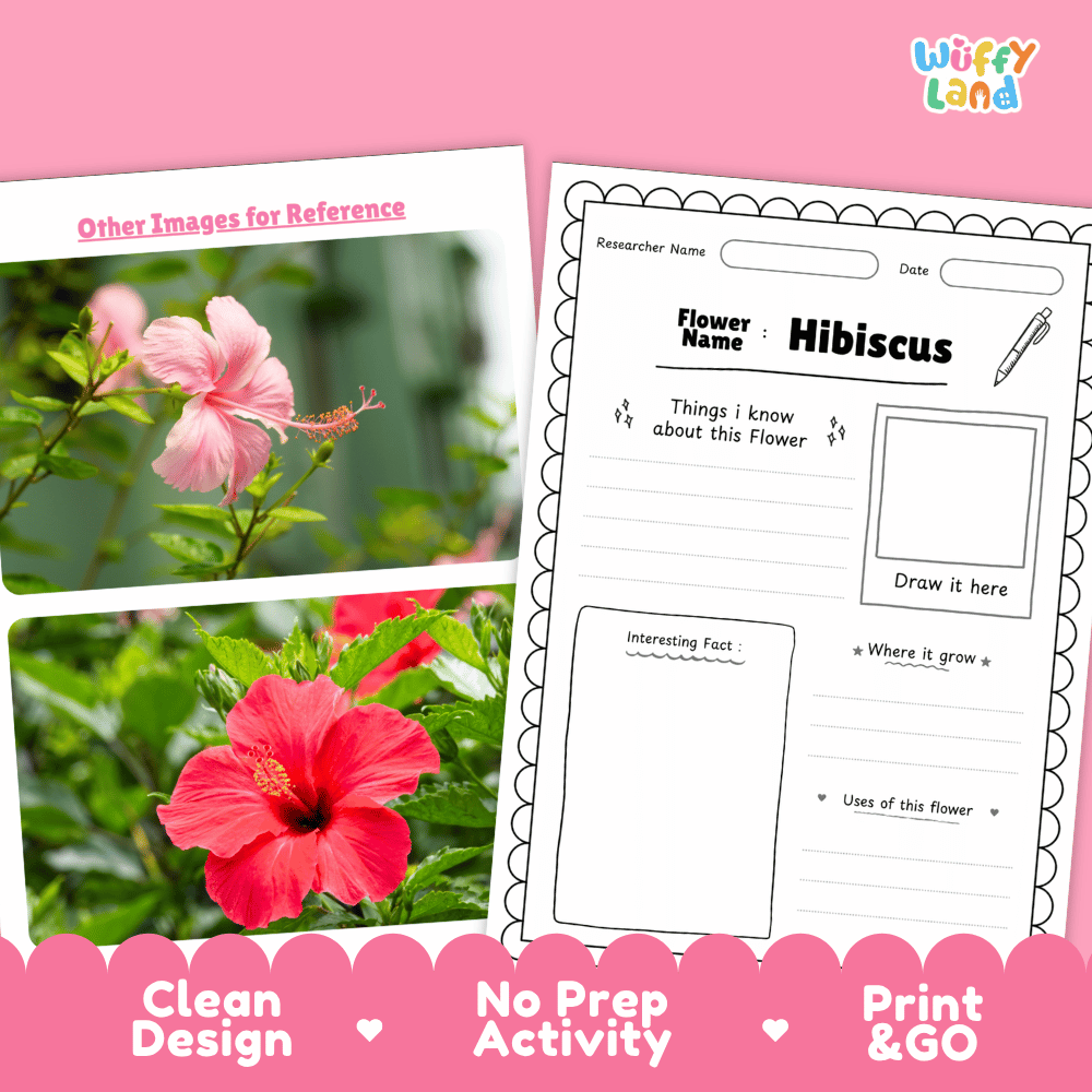 Hibiscus Plant Research Page Worksheets and Information Poster