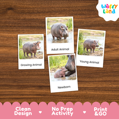 Four animal identification cards showing hippos at different ages, arranged on a brown wood background. The cards are labeled 'Growing Animal', 'Adult Animal', 'Young Animal', and 'Newborn'.