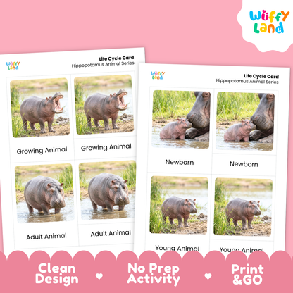 Two printed hippopotamus life cycle cards shown on a pink background, with the Wiffy Land logo in the top right and marketing text along the bottom: Clean Design, No Prep Activity, Print & Go.
