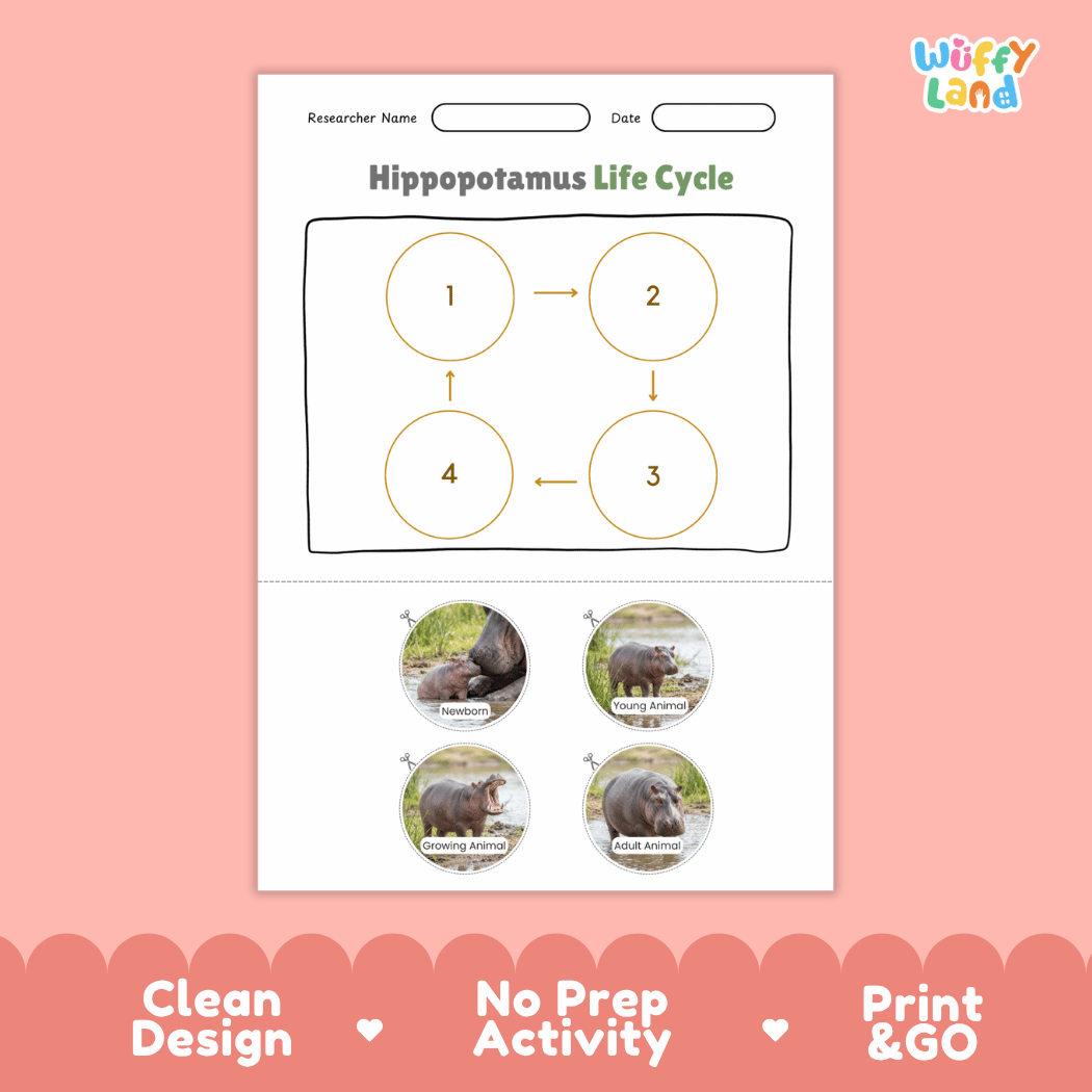 Hippopotamus Life Cycle Poster and Cut and Paste Activity Worksheet
