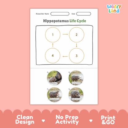 Hippopotamus Life Cycle Poster and Cut and Paste Activity Worksheet