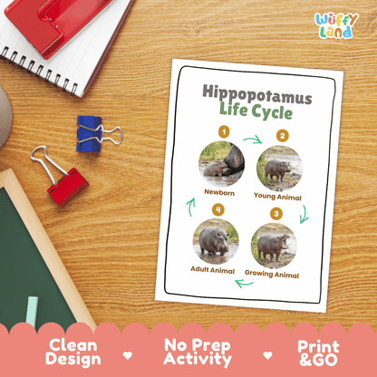 Hippopotamus Life Cycle Poster and Cut and Paste Activity Worksheet