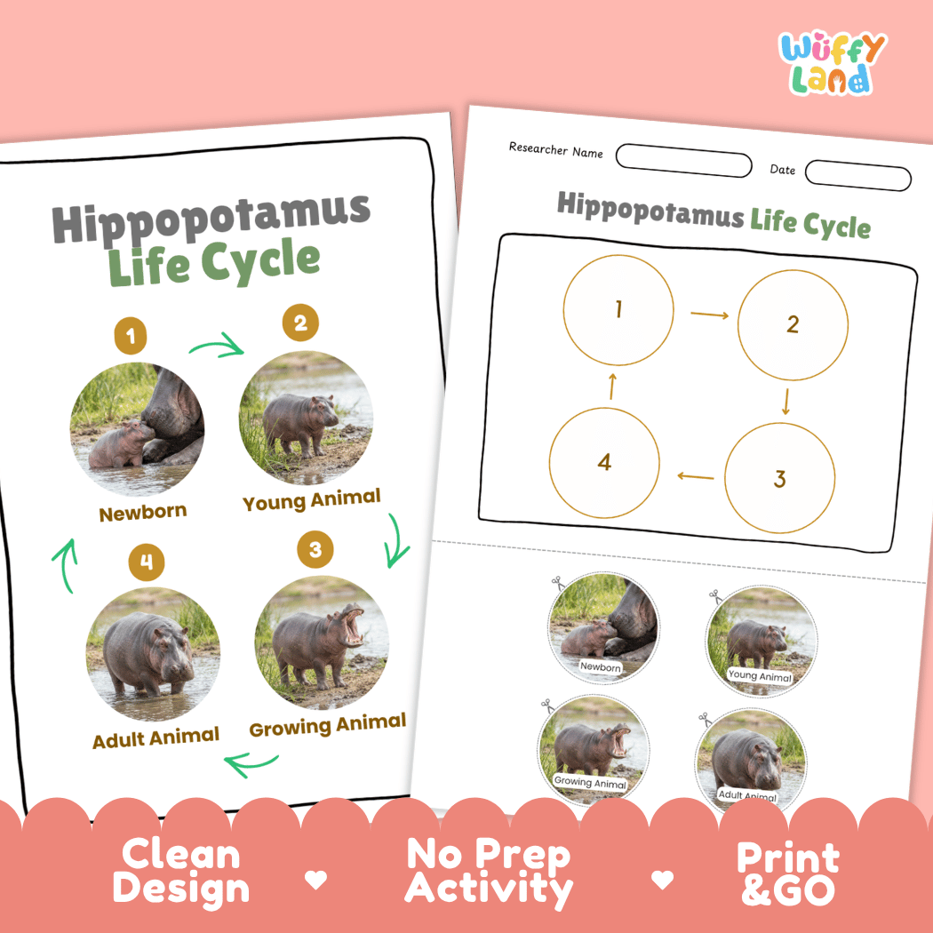 Hippopotamus Life Cycle Poster and Cut and Paste Activity Worksheet
