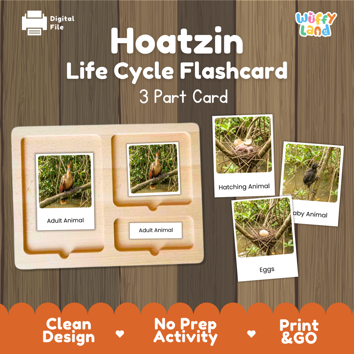 Digital product preview of a Hoatzin Life Cycle Flashcard set by Wiffy Land, showing a wooden 3-part card tray with sample flashcards depicting the hoatzin life cycle stages on a wood-grain background.