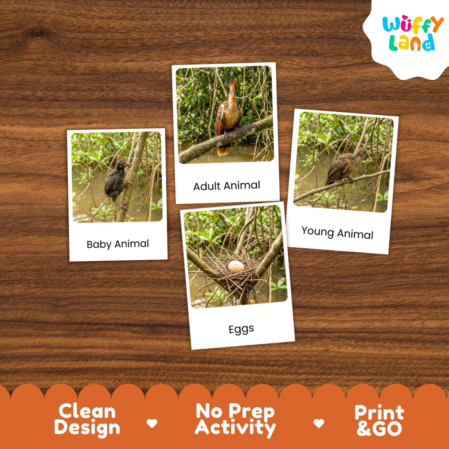 Hoatzin Life Cycle Flashcards - Montessori 3 Part Cards Printable Activity