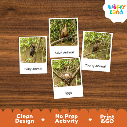 Hoatzin Life Cycle Flashcards - Montessori 3 Part Cards Printable Activity