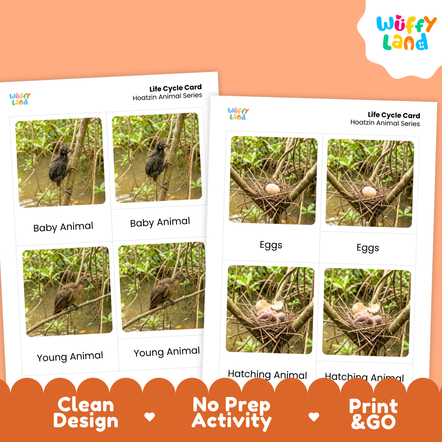 Two educational 'Life Cycle Card' activity sheets for Hoatzin Animal Series displayed on an orange background. The sheets feature labeled photos of baby, eggs, and young animals in a nest.