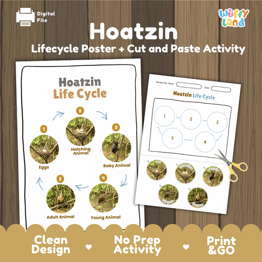 Hoatzin Life Cycle Poster and Cut and Paste Worksheet Activity