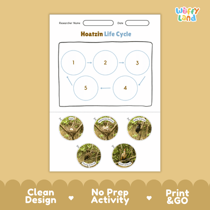Hoatzin Life Cycle Poster and Cut and Paste Worksheet Activity