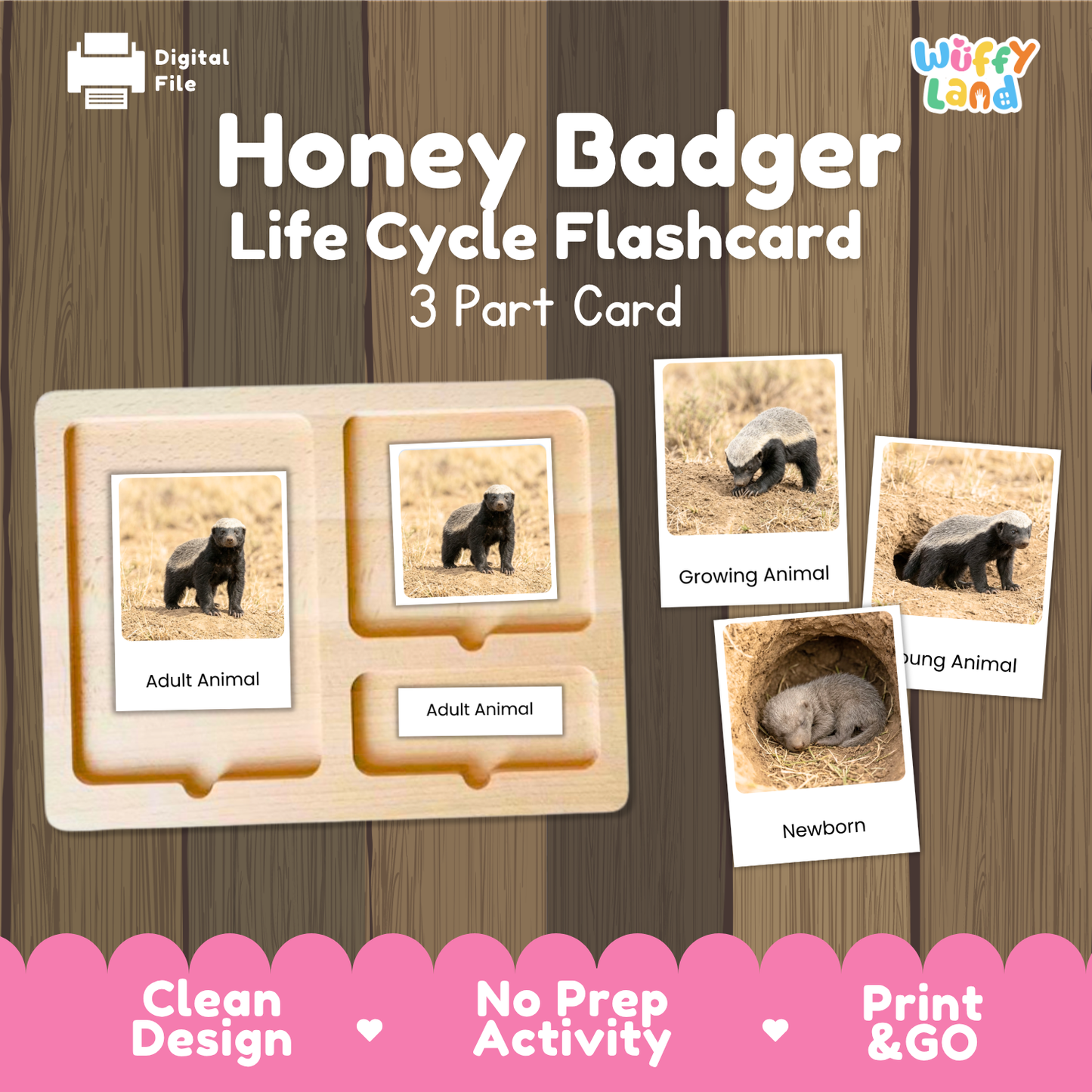 Honey Badger Life Cycle Flashcards | Montessori 3 Part Cards Mammal Activity