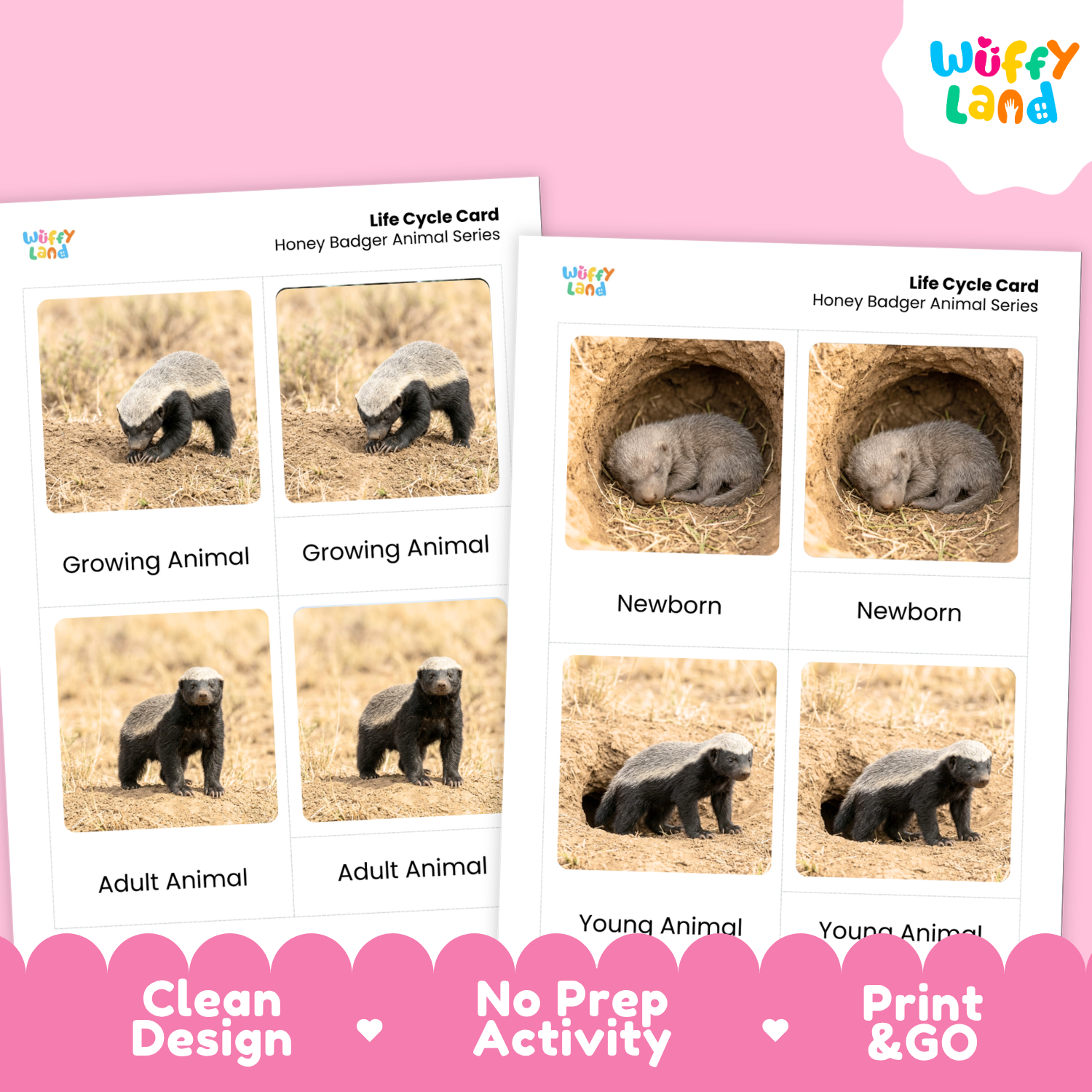 Two printable honey badger life cycle cards shown on a pink background, with the Wuffi Land logo in the top right and feature badges along the bottom reading Clean Design, No Prep Activity, and Print & Go.