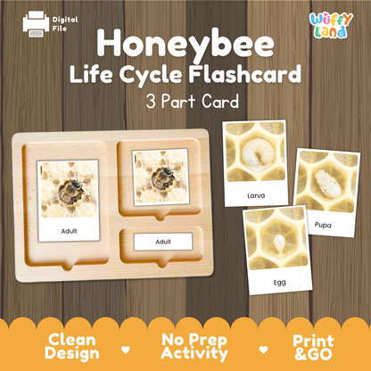 Honeybee Life Cycle Flashcard 3 Part Cards Science Activity Printable