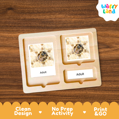 Honeybee Life Cycle Flashcard 3 Part Cards Science Activity Printable