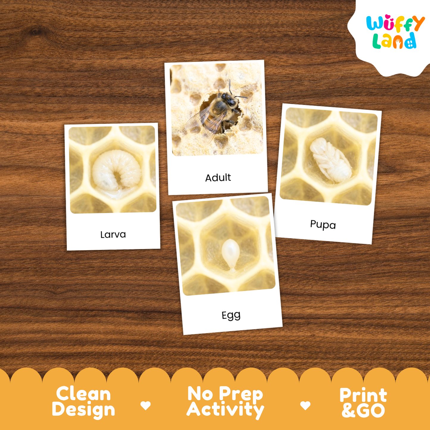 Honeybee Life Cycle Flashcard 3 Part Cards Science Activity Printable