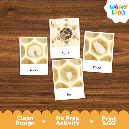 Honeybee Life Cycle Flashcard 3 Part Cards Science Activity Printable