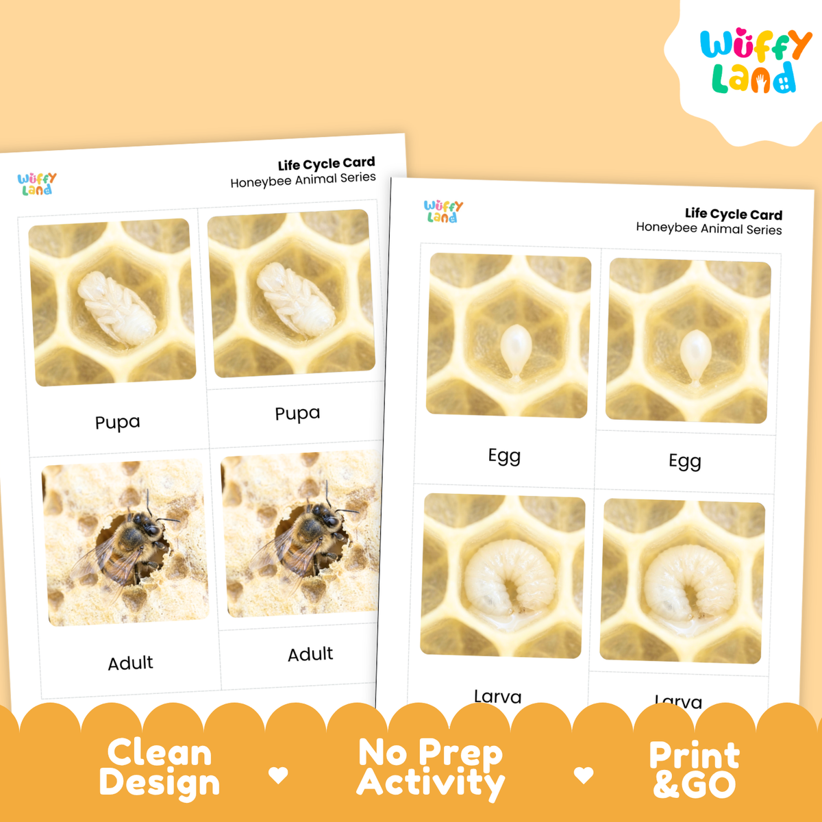 Honeybee Life Cycle Flashcard 3 Part Cards Science Activity Printable